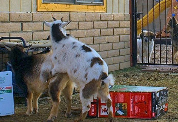 Acid Picdump (106 pics)