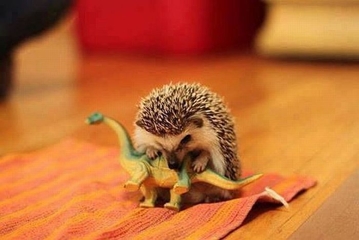 Acid Picdump (106 pics)