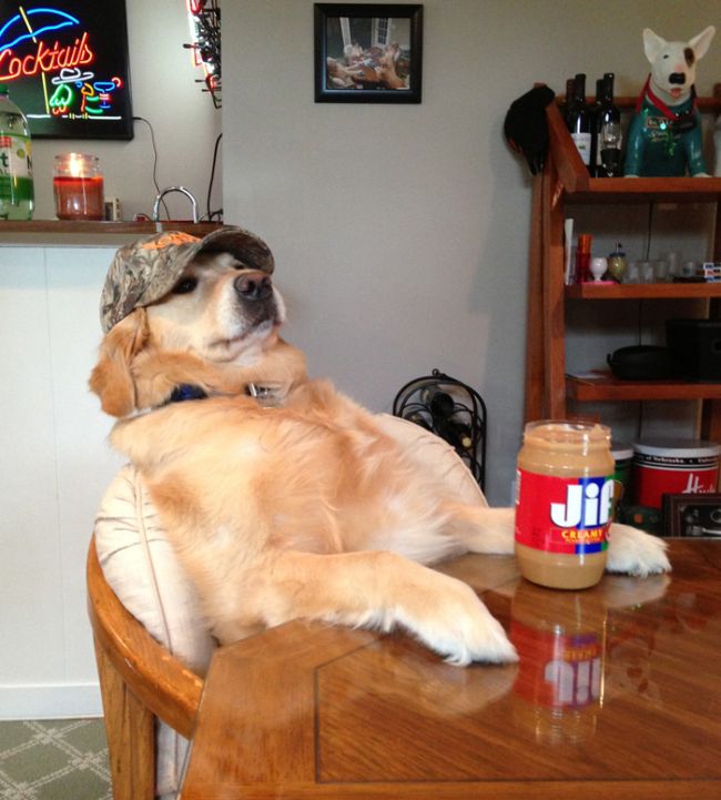Meet Bailey The Dog That Does Everything (17 pics)