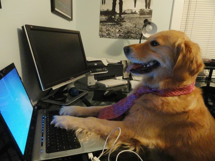 Meet Bailey The Dog That Does Everything (17 pics)