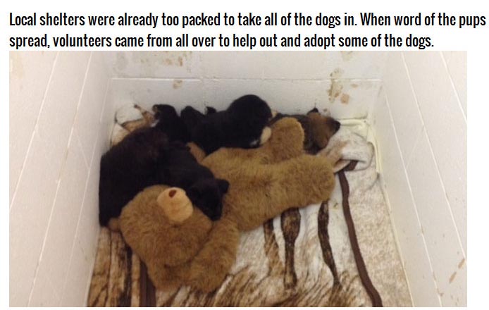 This Man Took In 20 Puppies (6 pics)