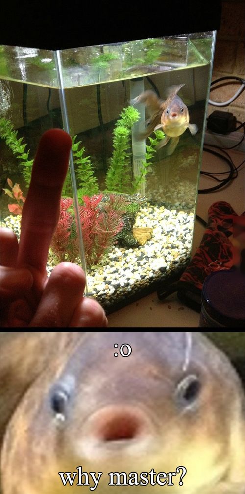 Acid Picdump (100 pics)