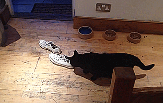Acid Gifdump, October 20, 2014 (25 gifs)