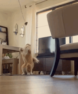 Acid Gifdump, October 20, 2014 (25 gifs)