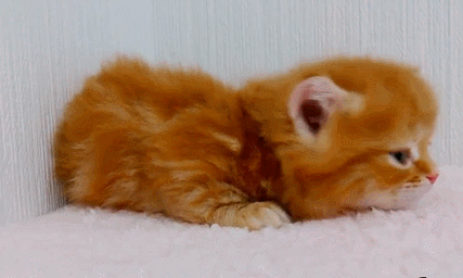 Acid Gifdump, October 20, 2014 (25 gifs)
