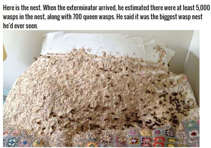 Family Has Unwanted Guests In Their Spare Bedroom (3 pics)
