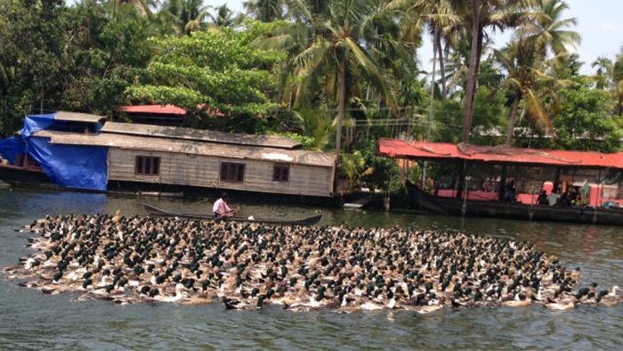 Things You Will Only See In India (49 pics)