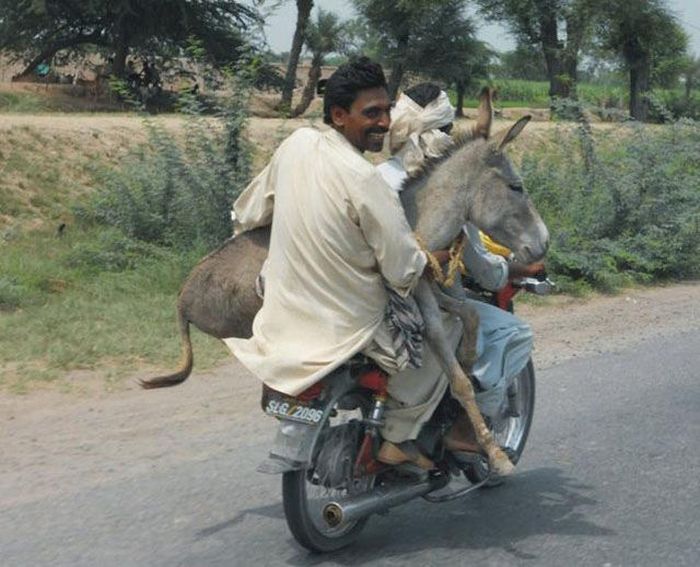 Things You Will Only See In India (49 pics)