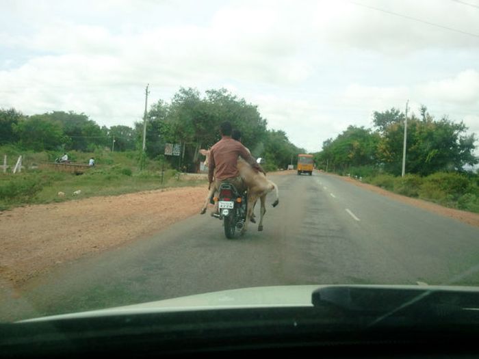 Things You Will Only See In India (49 pics)