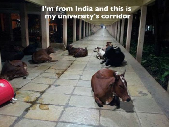 Things You Will Only See In India (49 pics)