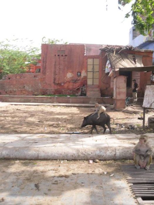 Things You Will Only See In India (49 pics)