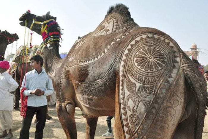 Things You Will Only See In India (49 pics)