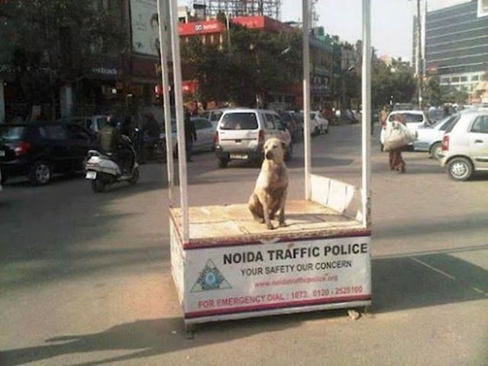 Things You Will Only See In India (49 pics)