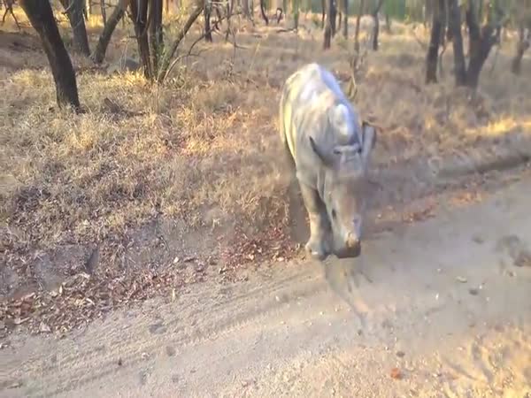 Baby Rhino and His Best Friend
