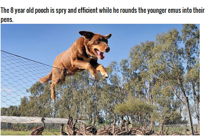 Chip the Dog from Australia (10 pics)
