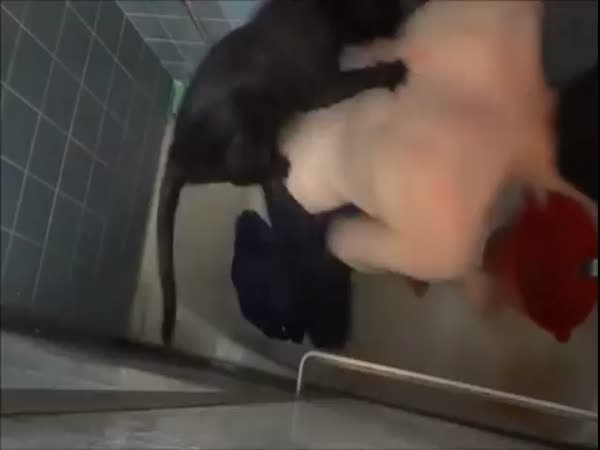 Washing a Cat in a Bathtub Is a Bad Idea