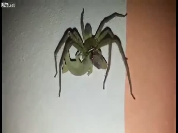 Giant Spider Eats Lizard