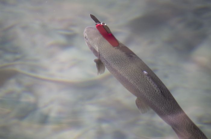 Is This A Trout Or A Swiss Army Knife? (5 pics)