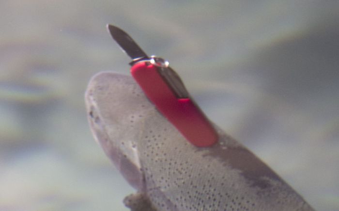 Is This A Trout Or A Swiss Army Knife? (5 pics)