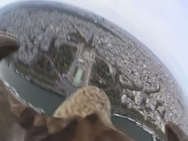 Eagle with Cam Flying Over Paris