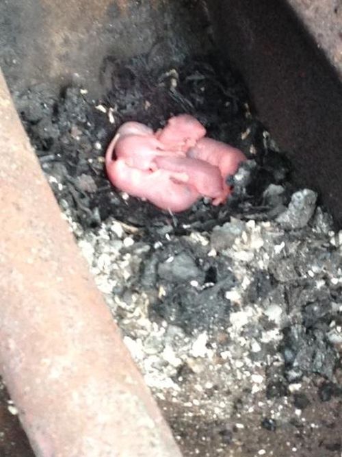 Curious Creature Makes A Grill Its Home (4 pics)