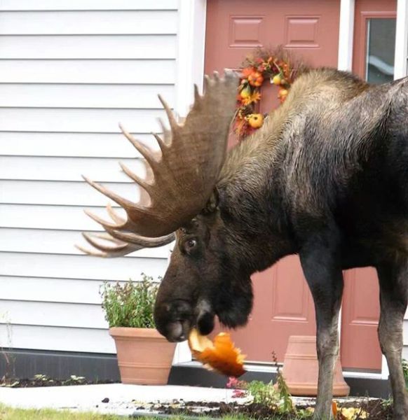 Acid Picdump (97 pics)