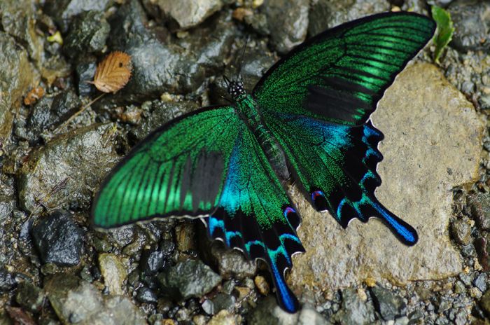 Before And After Photos Of Caterpillars Becoming Butterflies (38 pics)