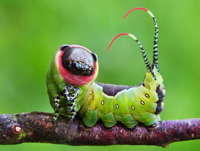 Before And After Photos Of Caterpillars Becoming Butterflies (38 pics)