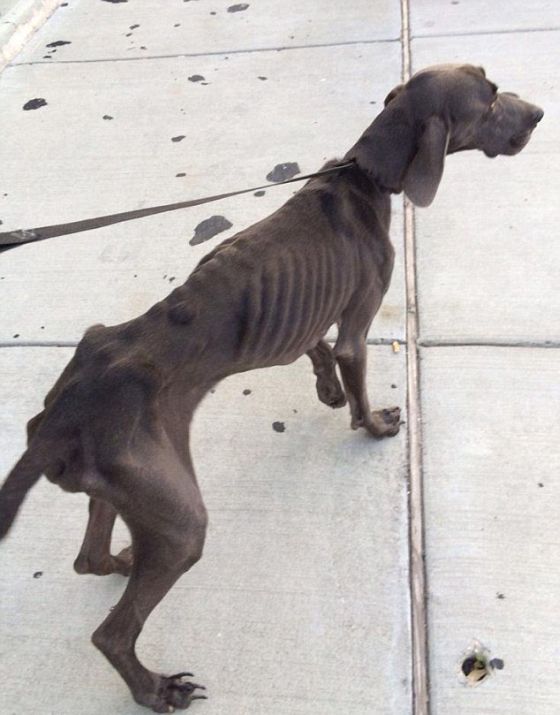 This Dog Came Back From The Brink Of Death (11 pics)