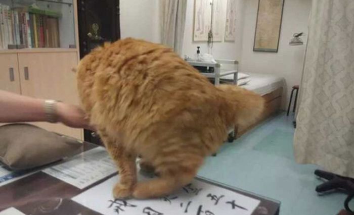 Chinese Clinic Has A Special Helper To Calm People Down (4 pics)