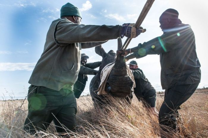 South African Rhino Gets Rescued (15 pics)