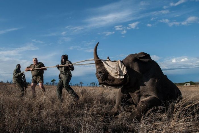 South African Rhino Gets Rescued (15 pics)