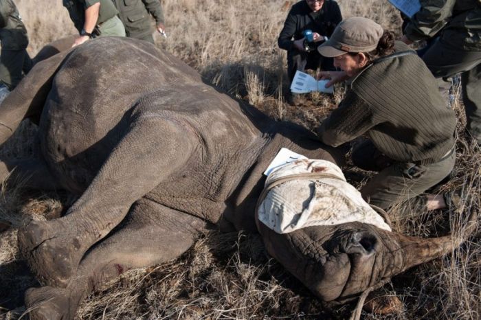 South African Rhino Gets Rescued (15 pics)
