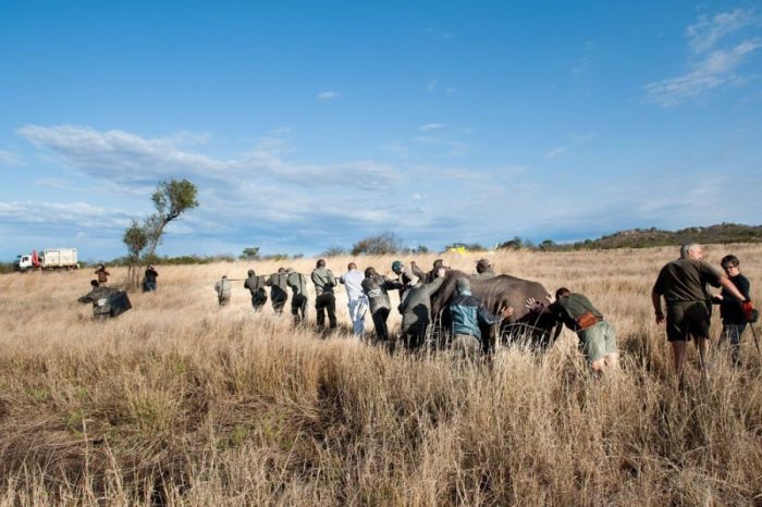 South African Rhino Gets Rescued (15 pics)