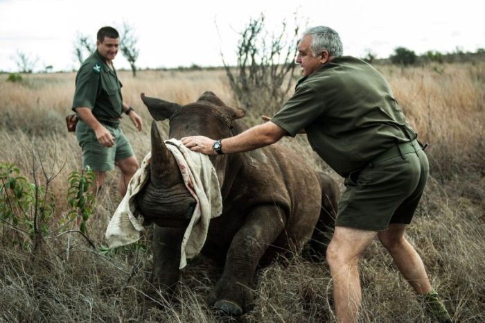 South African Rhino Gets Rescued (15 pics)