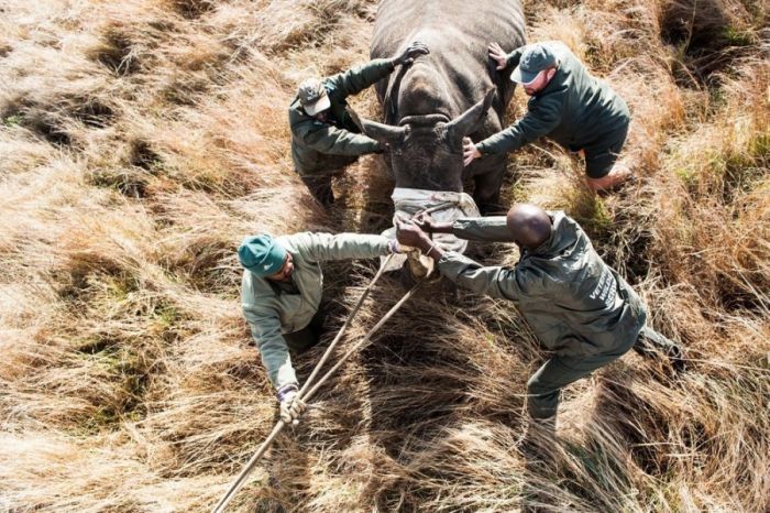South African Rhino Gets Rescued (15 pics)