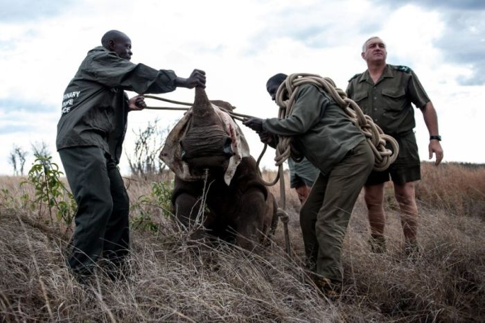 South African Rhino Gets Rescued (15 pics)