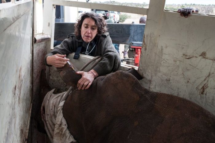 South African Rhino Gets Rescued (15 pics)