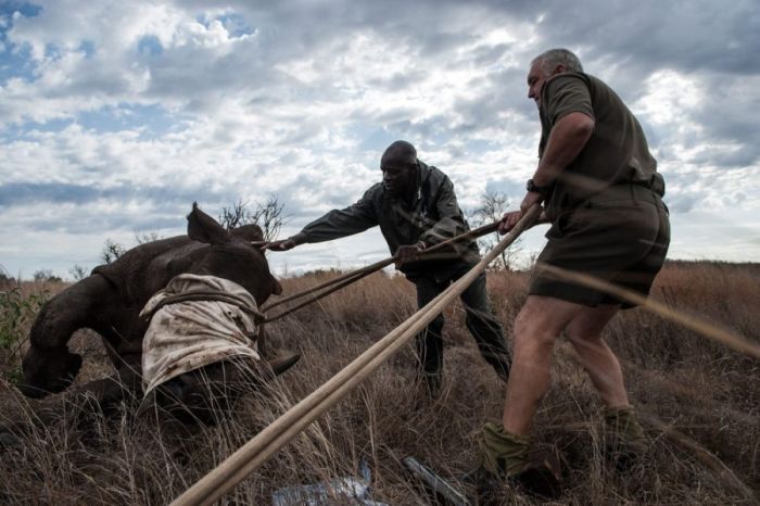 South African Rhino Gets Rescued (15 pics)