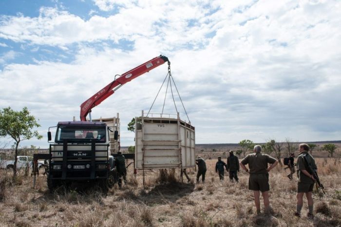 South African Rhino Gets Rescued (15 pics)