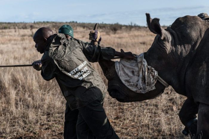 South African Rhino Gets Rescued (15 pics)