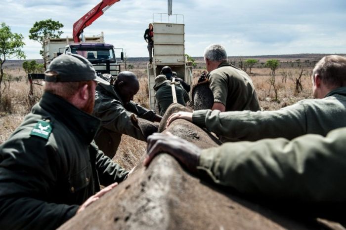 South African Rhino Gets Rescued (15 pics)