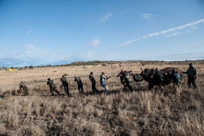 South African Rhino Gets Rescued (15 pics)