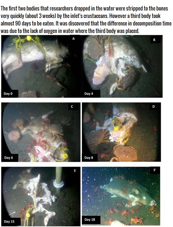 This Is What Happens To A Body When You Dump It In The Water (4 pics)