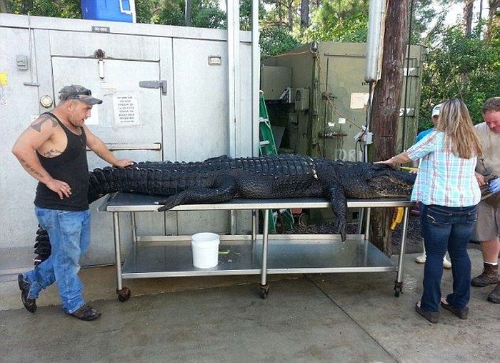 Crocodile Hunters Went Alligator Fishing (5 pics)