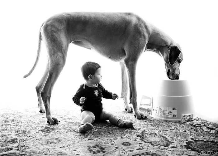 Big Dogs and Little Kids (46 pics)