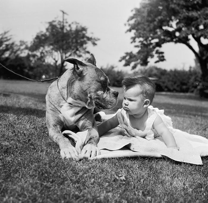 Big Dogs and Little Kids (46 pics)