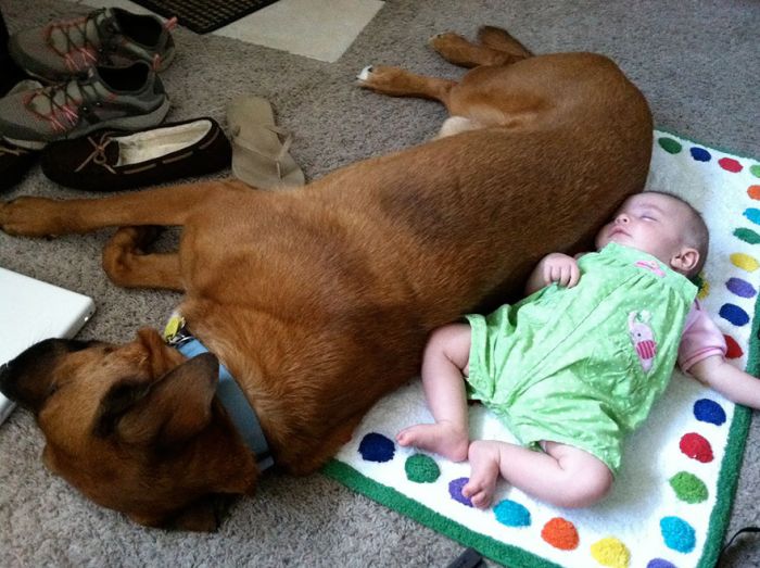 Big Dogs and Little Kids (46 pics)