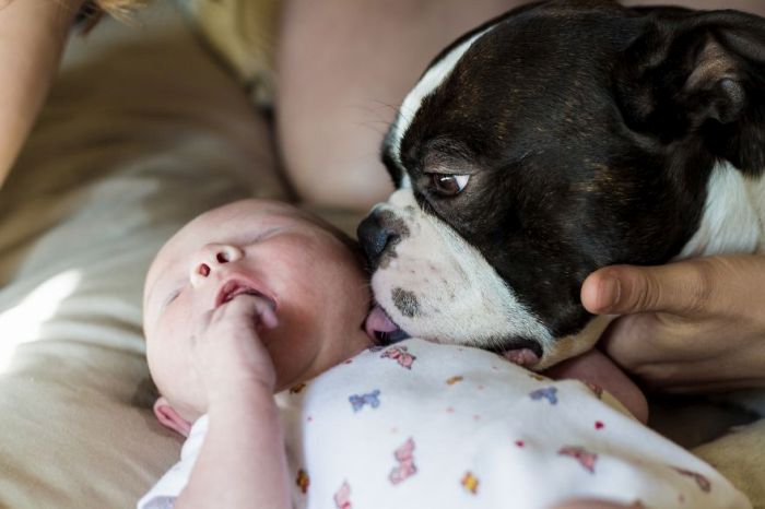 Big Dogs and Little Kids (46 pics)