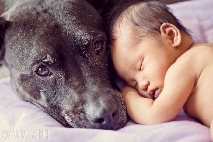 Big Dogs and Little Kids (46 pics)